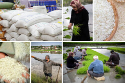 واردات بی رویه به برنج مازندران لطمه زده است