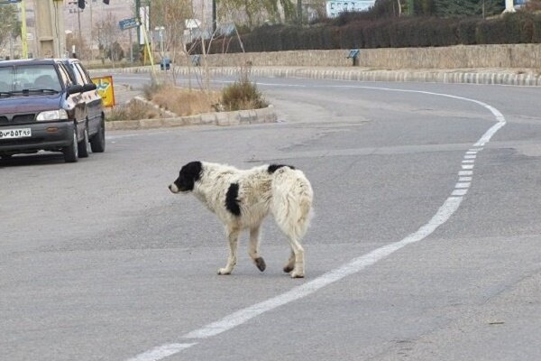 رژه سگ های بلاصاحب در بیرجند/وحشتی که شهروندان را آزار می دهد