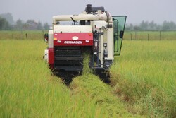 نخستین برداشت مکانیزه برنج در شالیزارهای استان گیلان