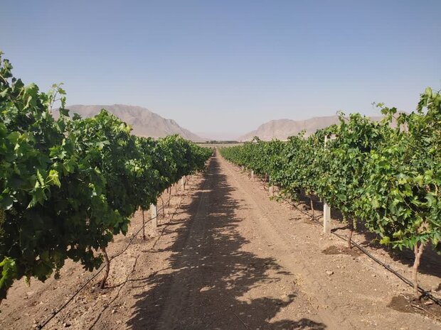 پیش بینی ۲۰۰۰ میلیارد تومان اعتبار برای بخش کشاورزی همدان