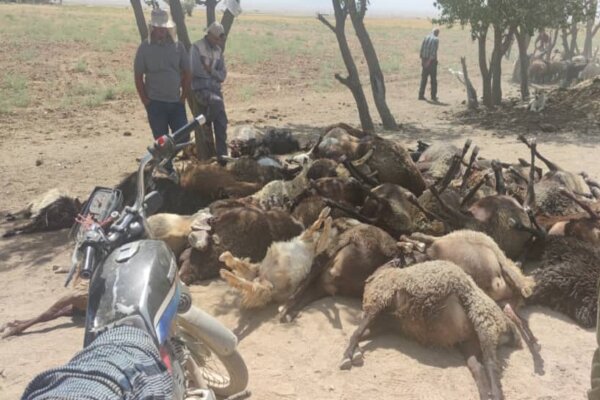 تلف شدن ۴۷ رأس گوسفند در روستای «نارنجک» قروه  تلف شدن ۴۷ رأس گوسفند در روستای «نارنجک» قروه