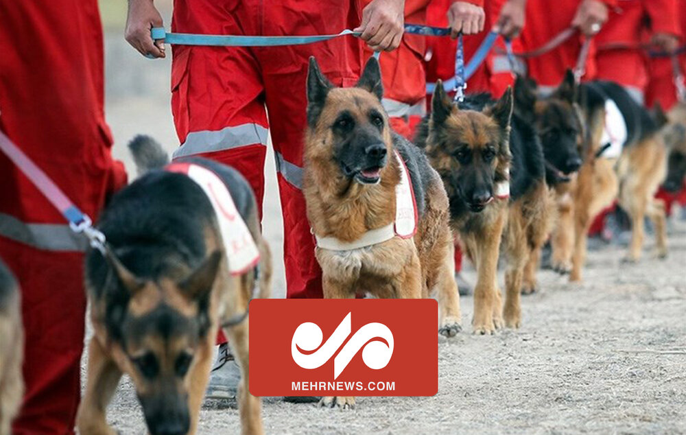 تلاش سگ‌های تجسس هلال احمر برای جست‌وجوی مفقودین