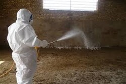 بیماری تب کریمه کنگو در کشور در حال کنترل است/ سمپاشی بیش از ۲۲ میلیون متر مربع جایگاه‌های دام