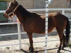 ضرورت حفاظت از ذخایر ژنتیکی اسب کاسپین  به عنوان میراث ملی کشور