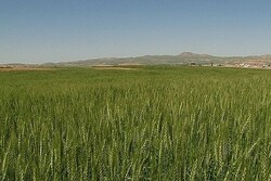 اجرای طرح جهش تولید در ۶۰ هزار هکتار از دیمزارهای مازندران