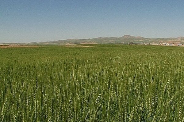 ۸۸ درصد برنامه جهش تولید در دیمزارهای استان قزوین محقق شده است