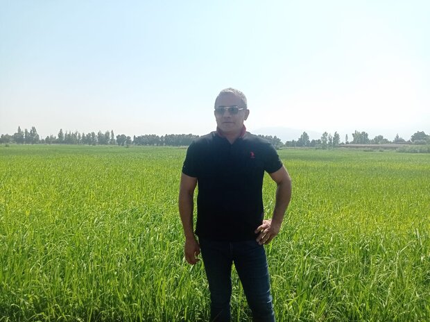 «خشکه کاری برنج» راهی برای دور زدن خشکسالی در گلستان 