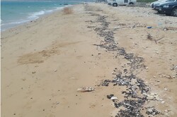 لکه‌های نفتی در ساحل کنگان/ پای شناورها و نفتکش‌ها در میان است