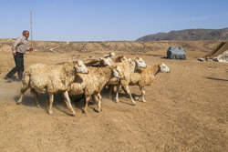 کمبود نهاده دامی و ضعف آنتن‌دهی؛ دغدغه‌های اصلی عشایر بیله‌سوار است
