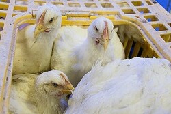 مجوز خروج مرغ از استان مرکزی تا اطلاع ثانوی صادر نمی شود/ کاهش ۳۵ درصدی جوجه ریزی