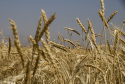 گندم‌کاران بوشهری چشم‌انتظار باران/ پیش‌بینی افزایش ۲ برابری تولید