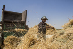 پیش‌بینی خرید ۸.۵ میلیون تنی گندم در سال زراعی جاری