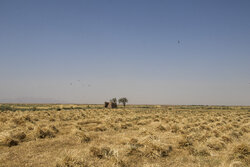 تعاونی روستایی بوشهر آماده خرید ۴۰ هزار تن گندم است