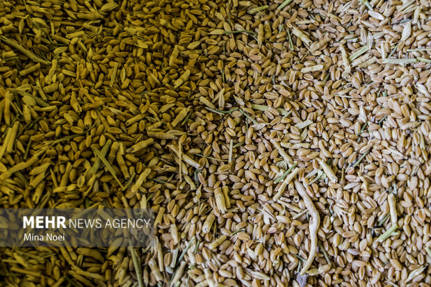کمبود گندم در استان بوشهر نخواهیم داشت/ تامین ۵۵۰۰ تن برنج کمبود گندم در استان بوشهر نخواهیم داشت/ تامین ۵۵۰۰ تن برنج