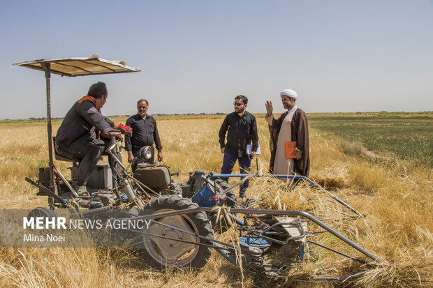 جمع آوری زکات گندم در آذربایجان شرقی