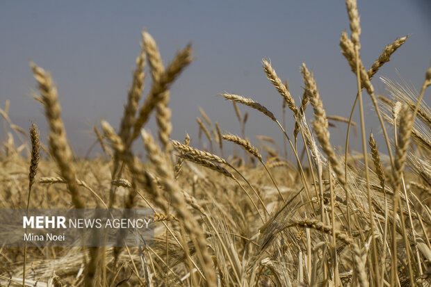 جمع آوری زکات گندم در آذربایجان شرقی