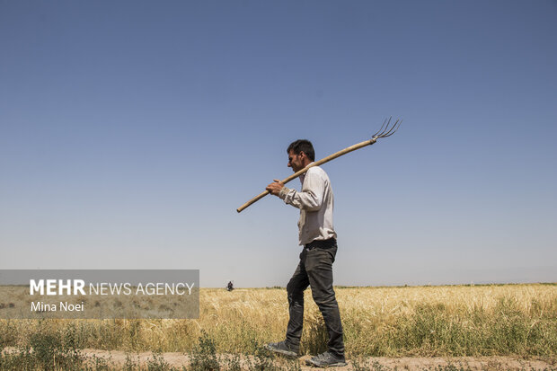 جمع آوری زکات گندم در آذربایجان شرقی