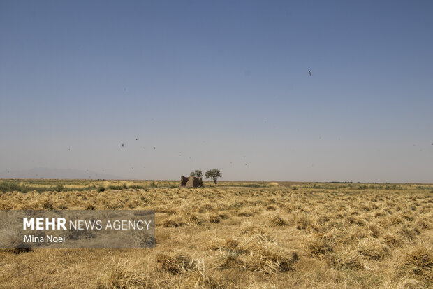 تعاونی روستایی بوشهر آماده خرید ۴۰ هزار تن گندم است تعاونی روستایی بوشهر آماده خرید ۴۰ هزار تن گندم است