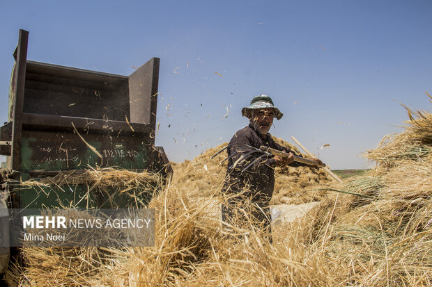 جمع آوری زکات گندم در آذربایجان شرقی