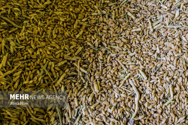 ۵۰ هزار تن بذر گندم آماده توزیع بین زارعان گلستانی است