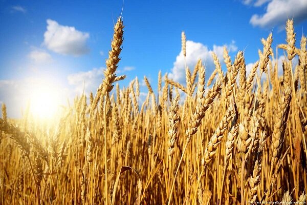 خرید گندم ۵۸ درصد افزایش یافت/ مطالبات کشاورزان تسویه نشد 