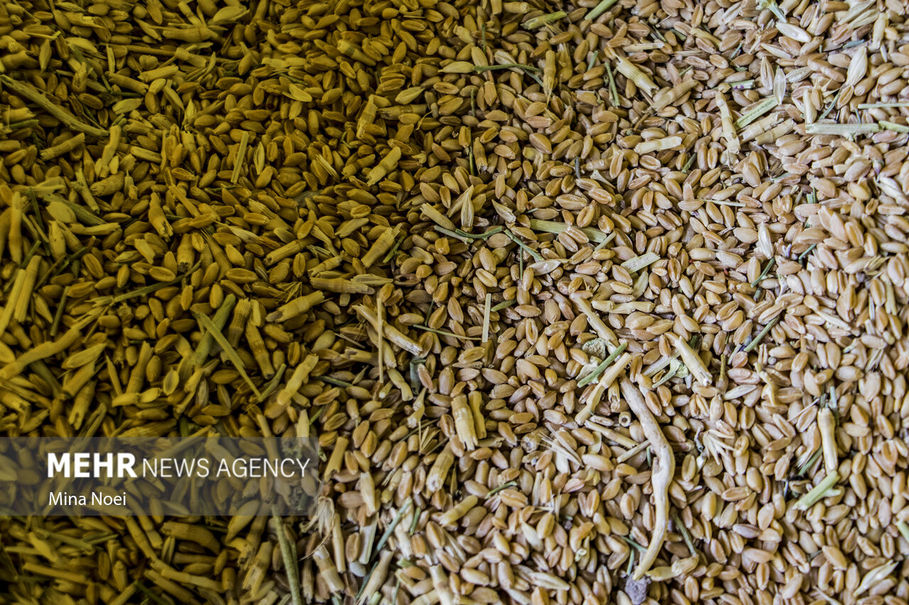 کمبود گندم در استان بوشهر نخواهیم داشت/ تامین ۵۵۰۰ تن برنج