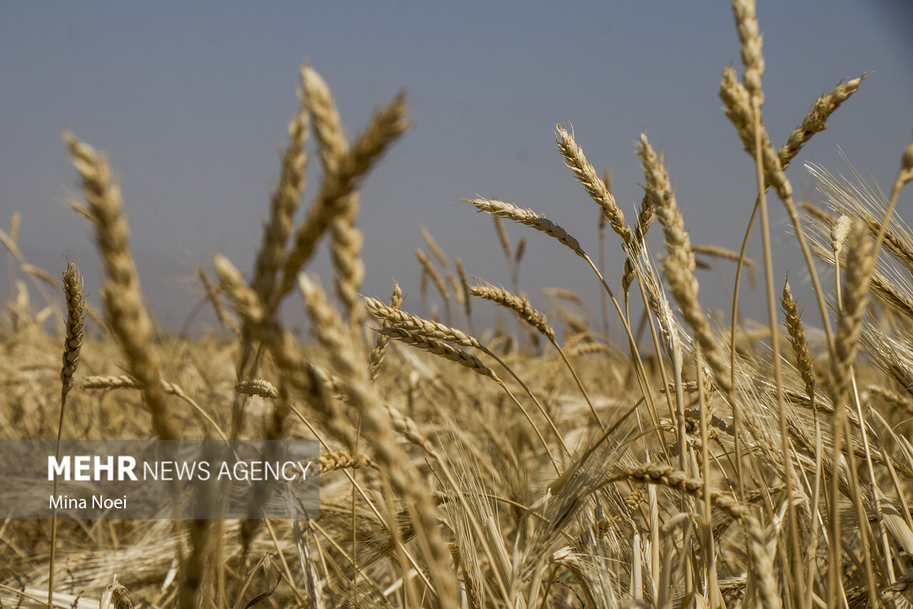 هشترود رتبه اول تولید گندم را در آذربایجان شرقی دارد