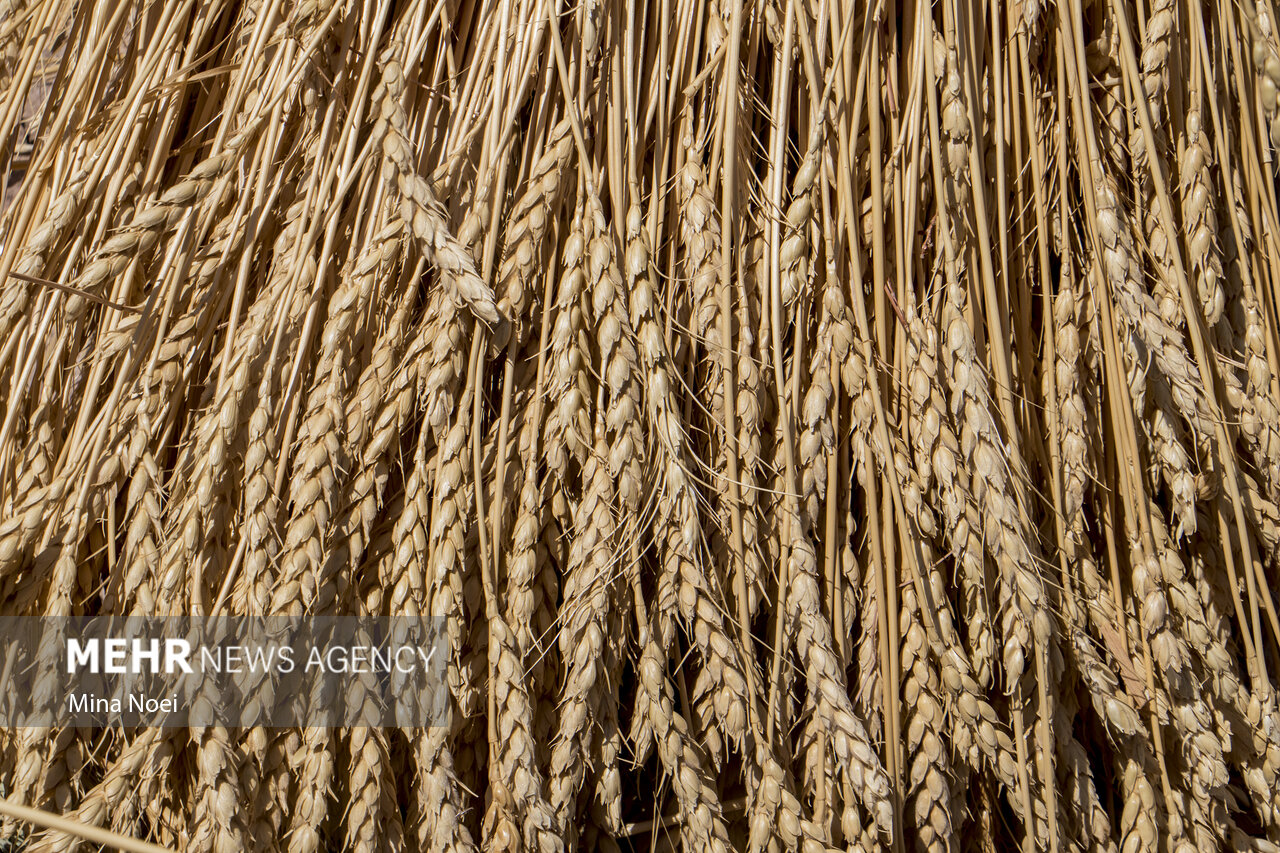 گندمکاران بوشهری چشمانتظار باران/پیشبینی افزایش ۲ برابری تولید