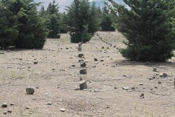 خسارت میلیاردی قطع درختان بوستان کاج رستم آباد به بیت المال/ پای مافیای شن و ماسه درمیان است