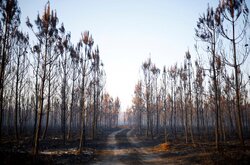احتمال رخداد آتش‌سوزی در جنگل‌های اردبیل/ هشدارها جدی گرفته شود