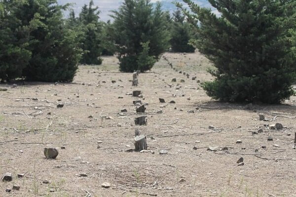 خسارت میلیاردی قطع درختان بوستان کاج رستم آباد به بیت المال