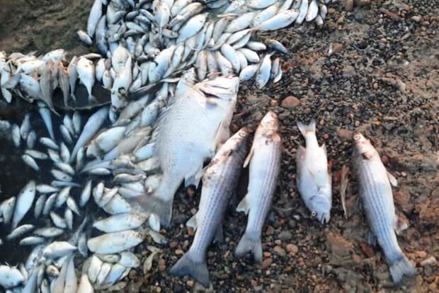 جمع آوری بیش از ۴۰۰ متر تور ماهیگیری از صیادان غیرمجاز