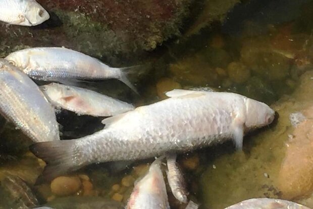 تناقض در علت مرگ ماهیان در ماهشهر/نماینده خبر محیط زیست را رد کرد