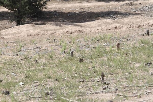 چوب حراج به کاجهای رستم آباد/ پاسکاری منابع طبیعی و شهرداری