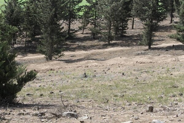 چوب حراج به کاجهای رستم آباد/ پاسکاری منابع طبیعی و شهرداری