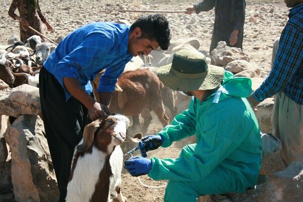 ۱۲هزار راس گوسفند در مناطق صعب‌العبور قزوین واکسینه و معاینه شدند