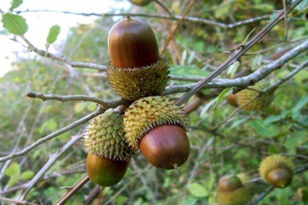 آسیب جنگلهای بلوط، ایجاد خطر برای معیشت نیمی از مردم منطقه