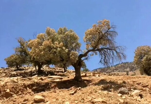 خم شدن قامت بلوطهای زاگرس/ چه بلایی بر سر بلوطها آمده است؟