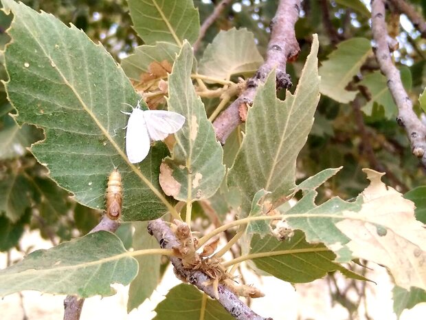 خم شدن قامت بلوطهای زاگرس/ چه بلایی بر سر بلوطها آمده است؟