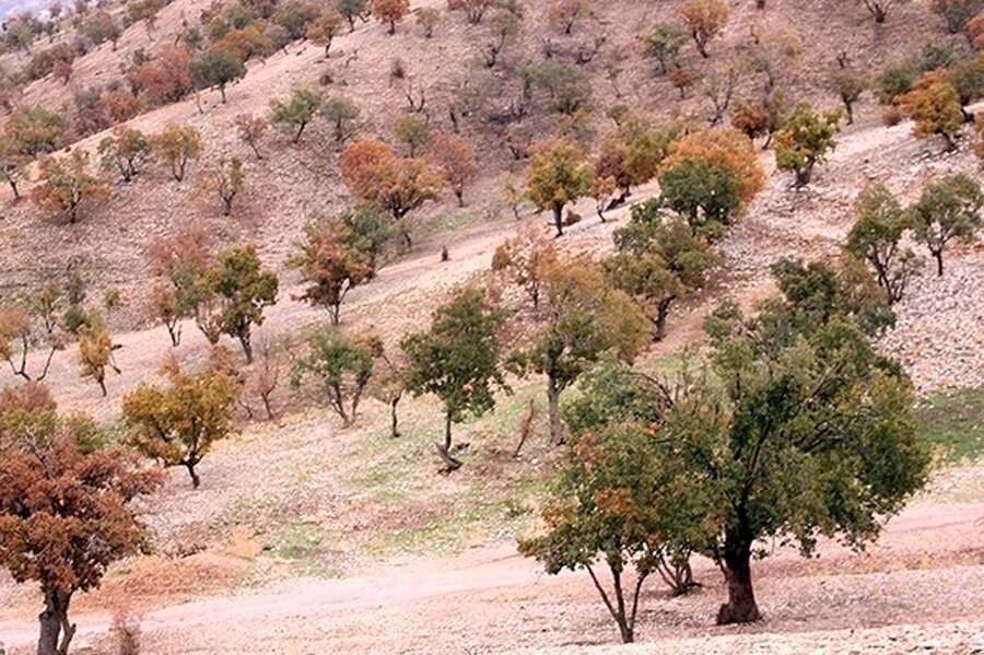 هیچگونه مجوزی برای جمعآوری و فروش بذر بلوط در ایلام صادر نشده است