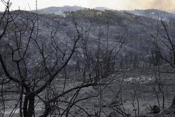 At least 26 dead in Algeria forest fire