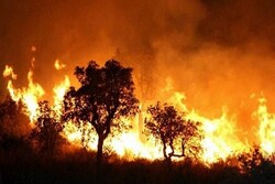 وقوع ۴۸ فقره آتش سوزی در جنگل‌های گیلان/ ۲۰۰ تیم حفاظتی آماده کار هستند