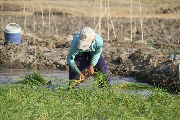 آبیاری شالیزار  با فاضلاب در روستای «زنگیان» گرگان 