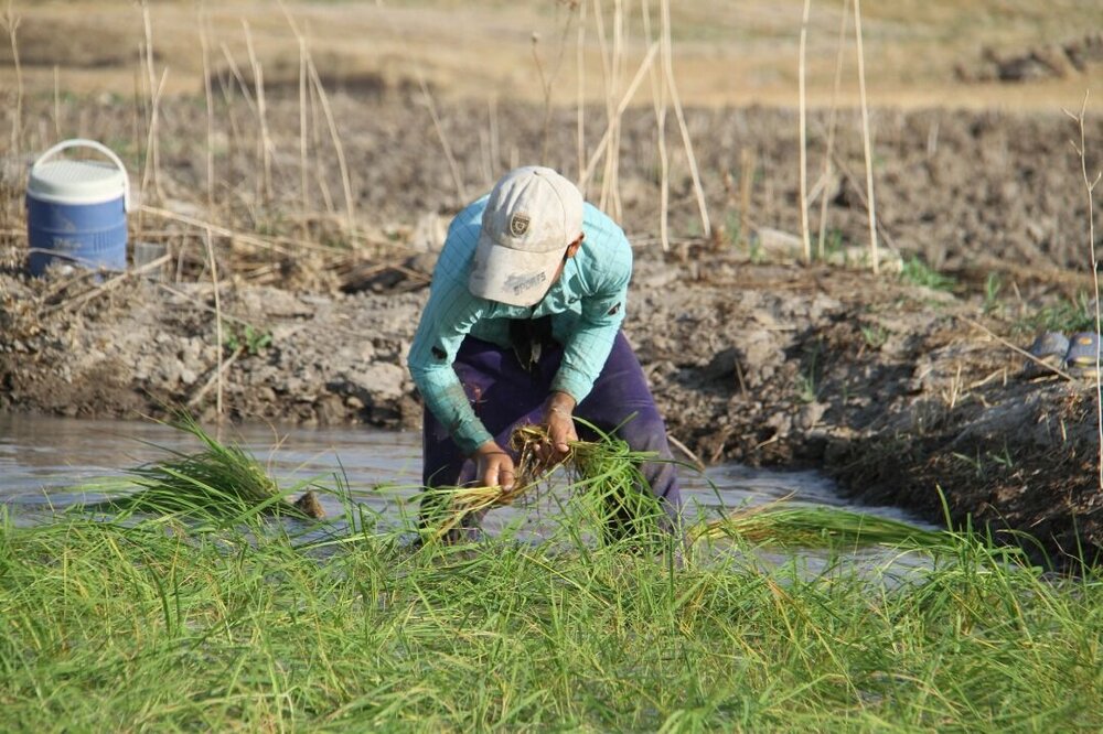 آبیاری شالیزار  با فاضلاب در روستای «زنگیان» گرگان