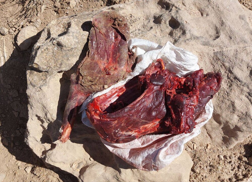 دستگیری شکارچیان متخلف سابقه دار در شهرستان گرمه