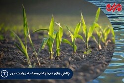 لزوم تغییر الگوی کشت برای نجات دریاچه/ کاشت ناهمگون متهم ردیف اول