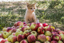 Doğu Azerbaycan'da elma hasadı devam ediyor