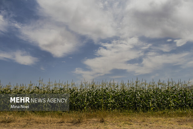 بی رمقی اقتصاد کشاورزی در گلستان/ زراعت جان دوباره میخواهد