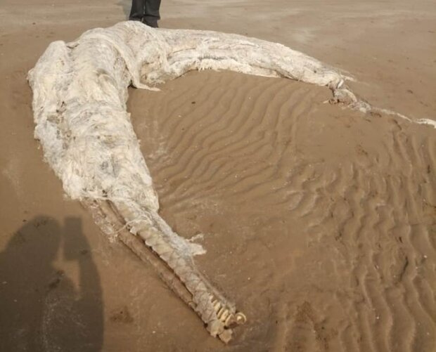 پیدا شدن لاشه پستاندار دریایی در گناوه/ شناسایی دقیق مقدور نیست