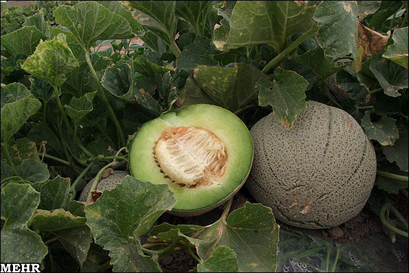 تعرفه صادرات صیفیجات چالشزا است/لزوم حمایت از کشاورزان شبانکاره